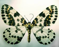 Attēlu rezultāti vaicājumam “Abraxas grossulariata pupa”