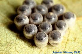 Attēlu rezultāti vaicājumam “Pentatomidae eggs”