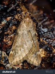 Attēlu rezultāti vaicājumam “Alsophila aescularia”