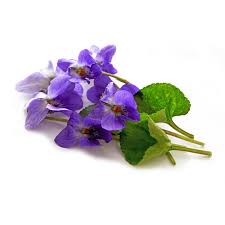 Image result for Viola odorata