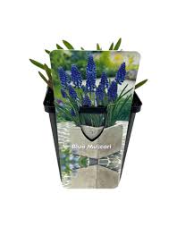 Attēlu rezultāti vaicājumam “Muscari armeniacum”