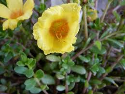 Attēlu rezultāti vaicājumam “Portulaca oleracea”