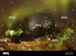 Attēlu rezultāti vaicājumam “Colloderma sp.”