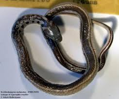 Attēlu rezultāti vaicājumam “Melanotus sp.”