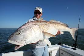 Image result for Sciaenops ocellatus