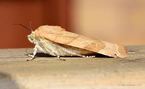 Attēlu rezultāti vaicājumam “Noctua fimbriata larva”