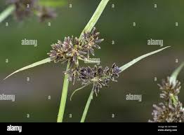 Attēlu rezultāti vaicājumam “Cyperus fuscus”