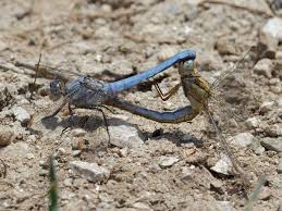 Attēlu rezultāti vaicājumam “Orthetrum brunneum”