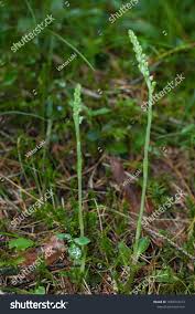 Attēlu rezultāti vaicājumam “Goodyera repens”