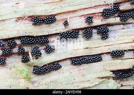 Attēlu rezultāti vaicājumam “Metatrichia sp.”