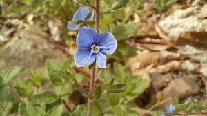 Image result for Veronica chamaedrys