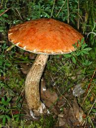 Attēlu rezultāti vaicājumam “Leccinum aurantiacum”