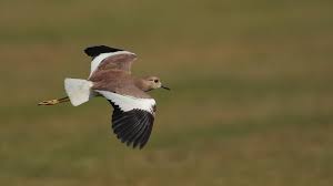 Image result for Vanellus leucurus