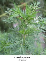 Image result for Artemisia annua