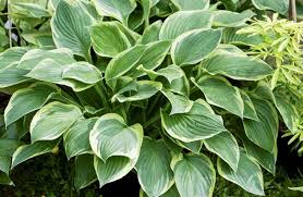 Image result for Hosta fortunei albomarginata
