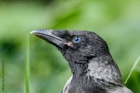 Attēlu rezultāti vaicājumam “Corvus cornix juvenile”