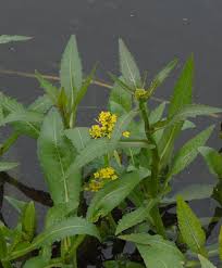 Attēlu rezultāti vaicājumam “Rorippa amphibia leaf”