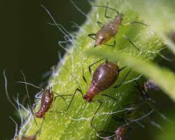 Attēlu rezultāti vaicājumam “Uroleucon hypochoeridis”