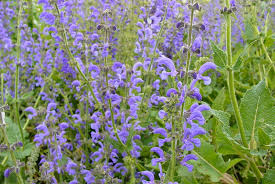 Image result for Salvia pratensis