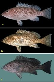 Image result for Epinephelus andersoni