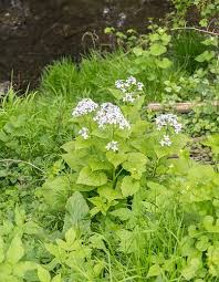 Attēlu rezultāti vaicājumam “Lunaria rediviva bud”