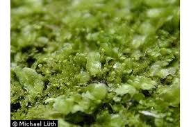 Attēlu rezultāti vaicājumam “Calypogeia suecica”