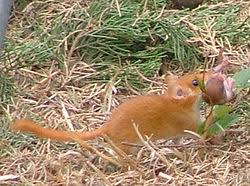 Attēlu rezultāti vaicājumam “Muscardinus avellanarius”