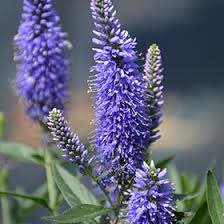 Attēlu rezultāti vaicājumam “Veronica longifolia leaf”