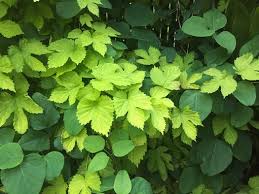 Attēlu rezultāti vaicājumam “Humulus lupulus leaf”