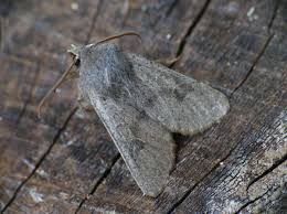 Attēlu rezultāti vaicājumam “Orthosia populeti”