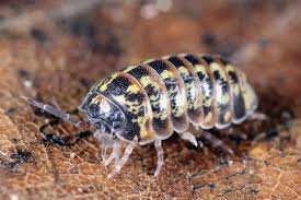 Attēlu rezultāti vaicājumam “Armadillidium pulchellum”
