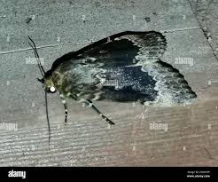 Attēlu rezultāti vaicājumam “Amphipyra perflua”