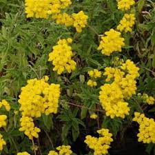 Image result for Calceolaria integrifolia