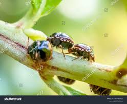 Attēlu rezultāti vaicājumam “Cribraria argillacea young”