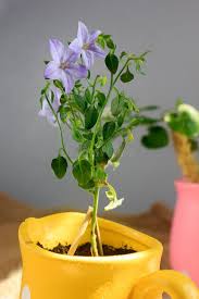 Image result for Campanula isophylla