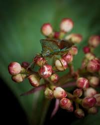 Attēlu rezultāti vaicājumam “Elasmostethus interstinctus”