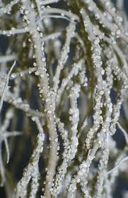 Attēlu rezultāti vaicājumam “Usnea subfloridana”
