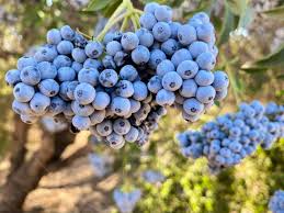 Attēlu rezultāti vaicājumam “Sambucus”