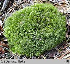 Attēlu rezultāti vaicājumam “Dicranella heteromalla”