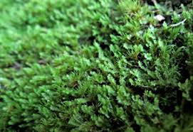 Attēlu rezultāti vaicājumam “Lophozia longidens”