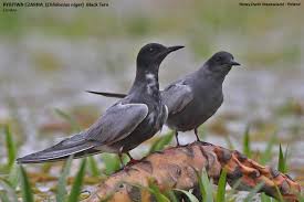 Attēlu rezultāti vaicājumam “Chlidonias niger”