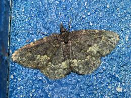 Attēlu rezultāti vaicājumam “Parascotia fuliginaria”