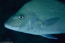 Image result for Haemulon album