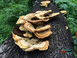 Attēlu rezultāti vaicājumam “Inonotus radiatus”