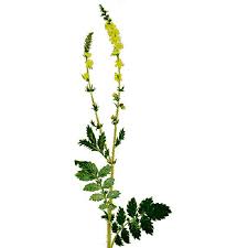 Attēlu rezultāti vaicājumam “Agrimonia eupatoria leaf”