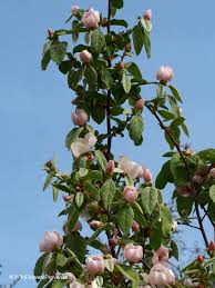 Attēlu rezultāti vaicājumam “Cydonia oblonga flower”