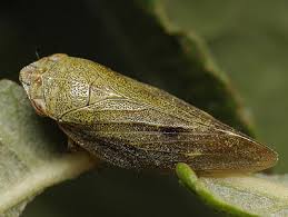 Attēlu rezultāti vaicājumam “Aphrophoridae imago”