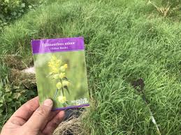 Attēlu rezultāti vaicājumam “Rhinanthus minor”