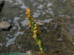 Attēlu rezultāti vaicājumam “Alopecurus aequalis flower”