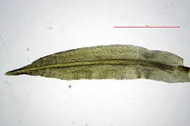 Attēlu rezultāti vaicājumam “Oxystegus tenuirostris”